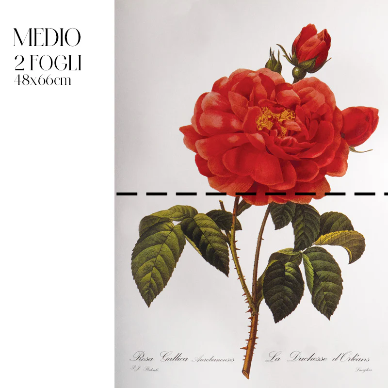 Dècoupage Botanical Vintage - Rosa Gallica - Image 3