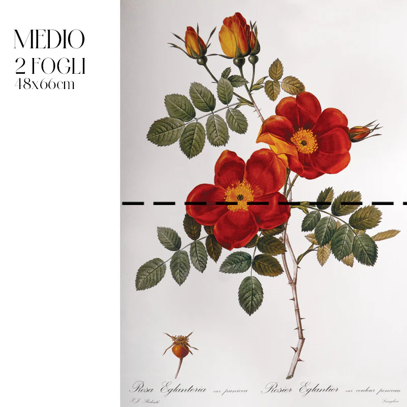 Dècoupage Botanical Vintage - Rosa Gallica - Image 6