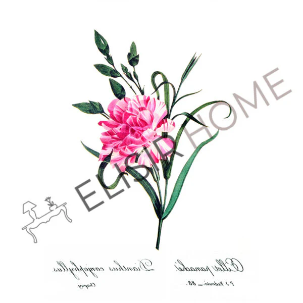 Stampa Trasferibile “BOTANICA, DIANIHUS” 28×40 cm - Image 2