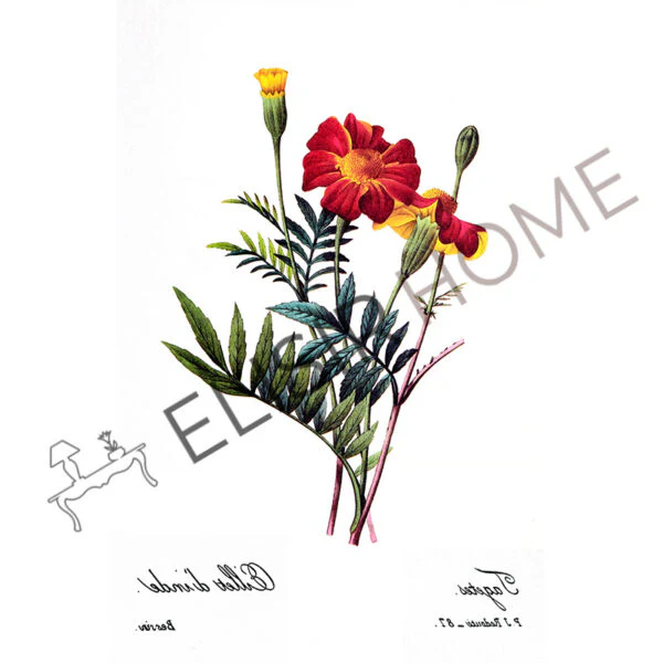 Stampa Trasferibile “BOTANICA, EILLET D'INDE” 28×40 cm - Image 2