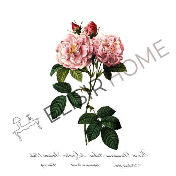 Stampa Trasferibile “BOTANICA, ROSA ITALIANA” 28×40 cm - Image 2