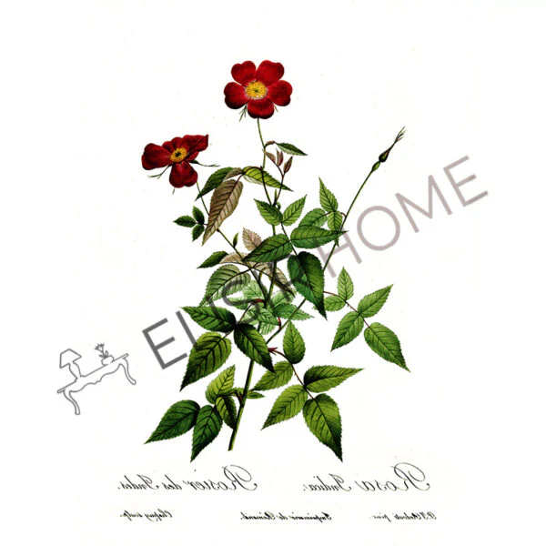 Stampa Trasferibile “BOTANICA, ROSA SELVATICA” 28×40 cm - Image 2